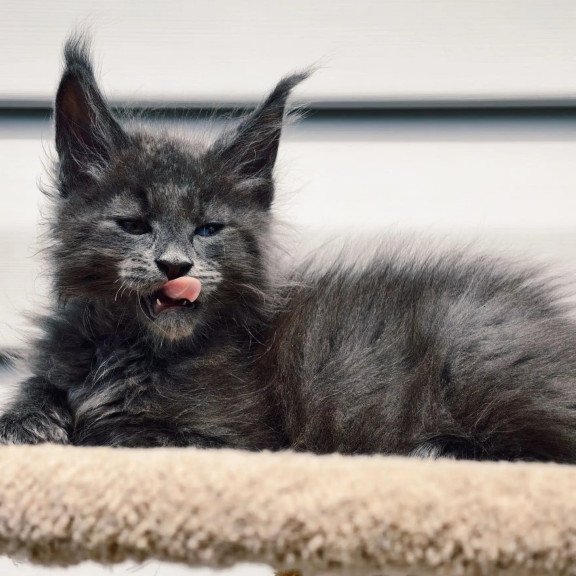Maine Coon NOV Dizel