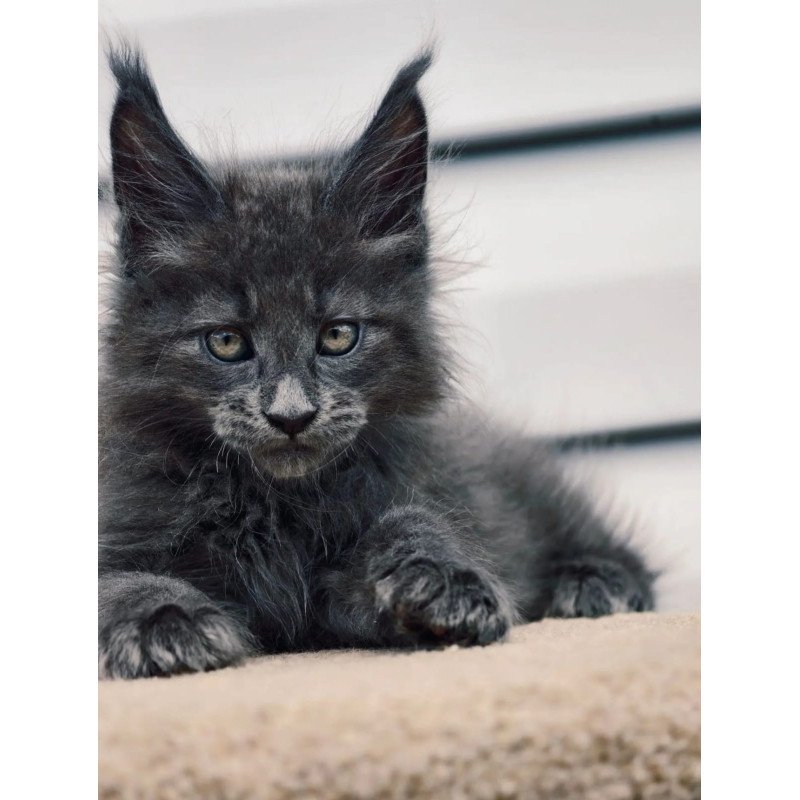 Maine Coon NOV Dizel