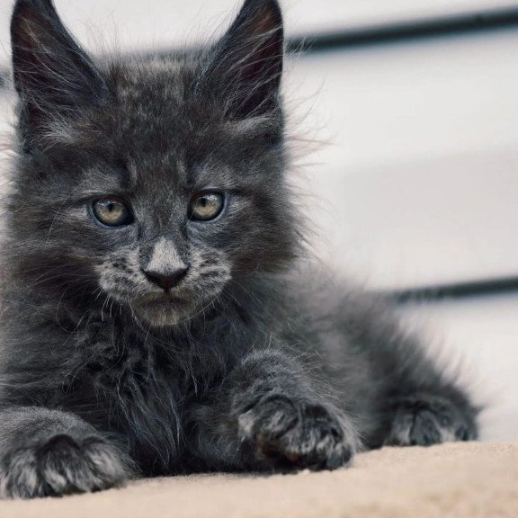 Maine Coon NOV Dizel