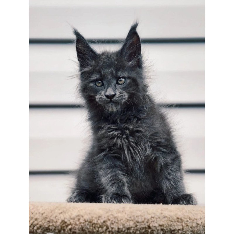 Maine Coon NOV Dizel