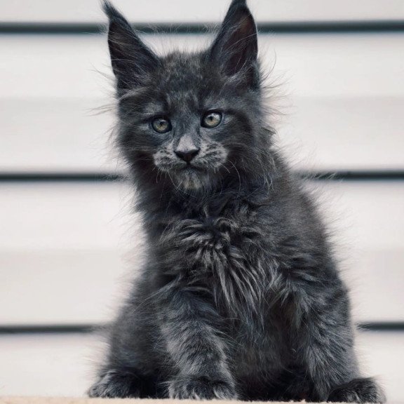 Maine Coon NOV Dizel