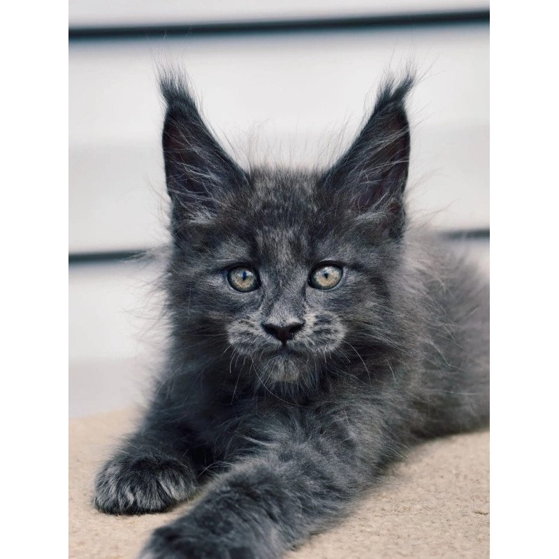 Maine Coon NOV Dizel