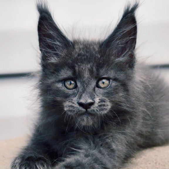 Maine Coon NOV Dizel