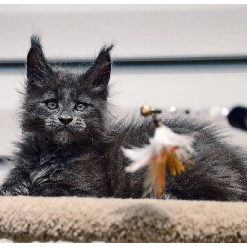 Maine Coon NOV Dizel