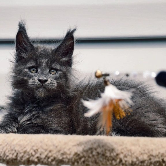 Maine Coon NOV Dizel