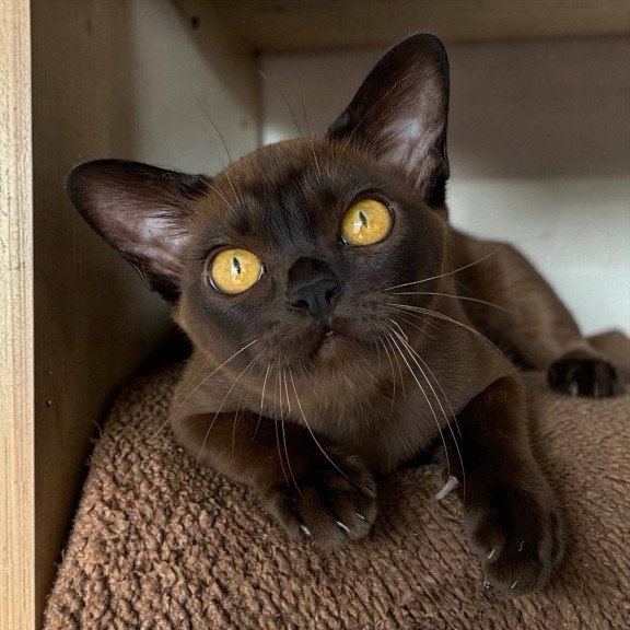 Burmese NOV Unika
