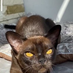 Burmese NOV Unika