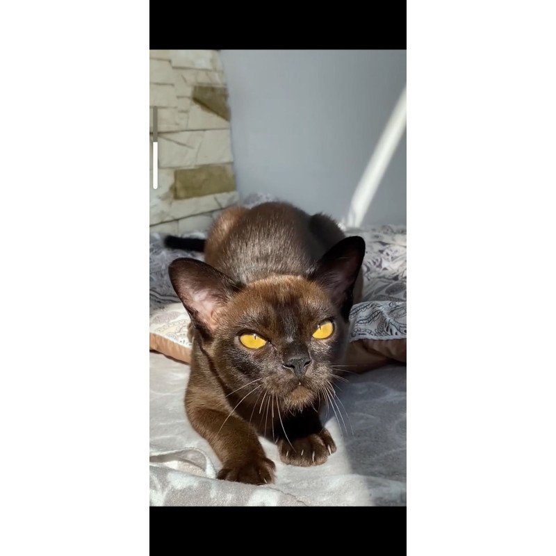 Burmese NOV Unika