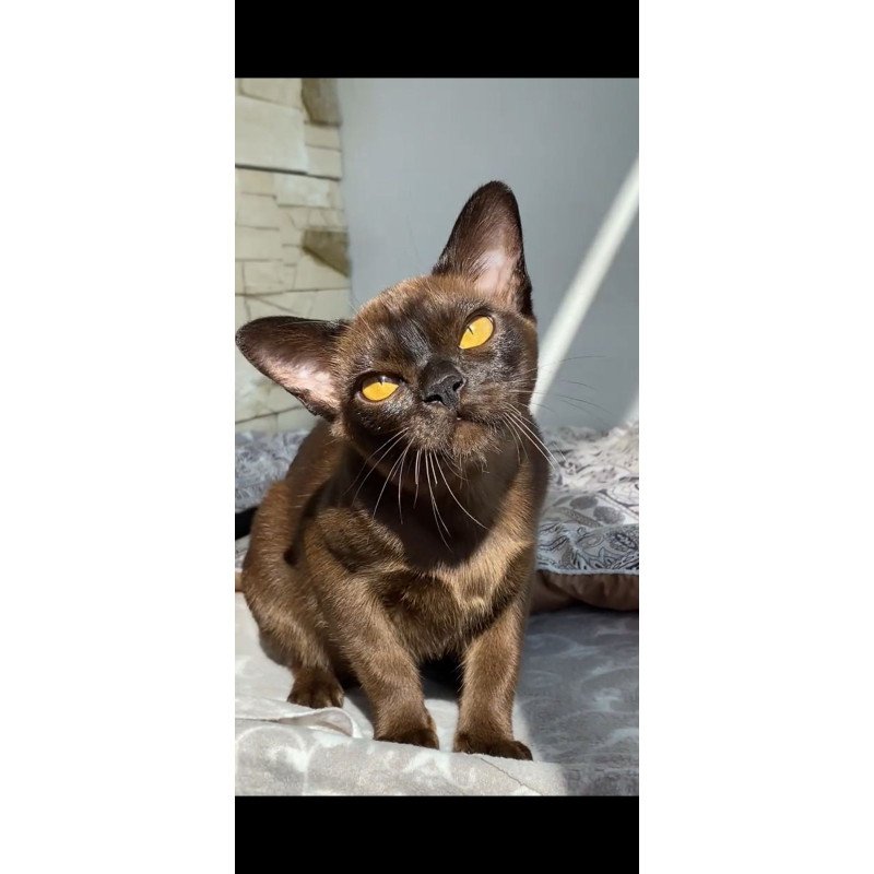 Burmese NOV Unika