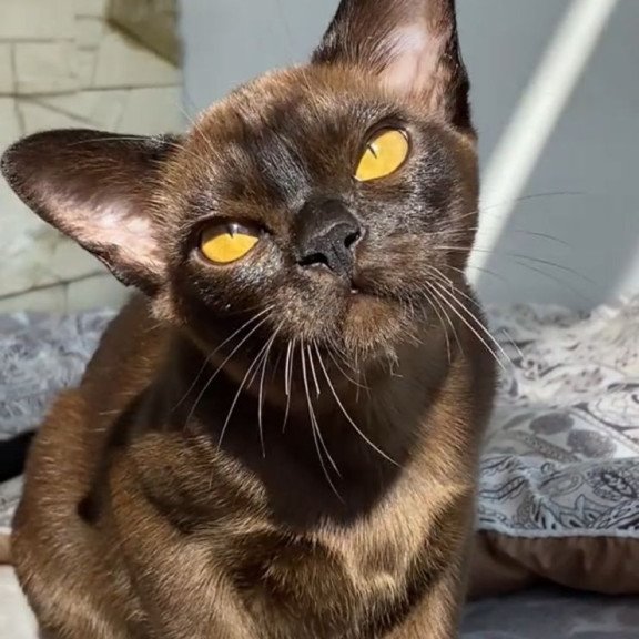 Burmese NOV Unika