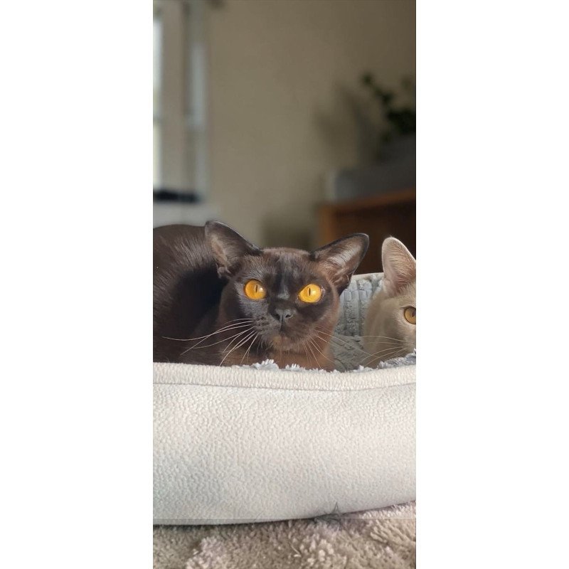 Burmese NOV Unika