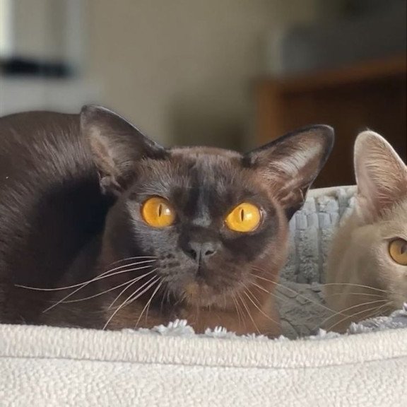 Burmese NOV Unika