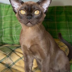 Burmese NOV Ustina