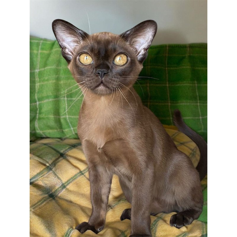 Burmese NOV Ustina