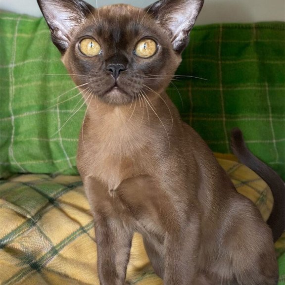Burmese NOV Ustina