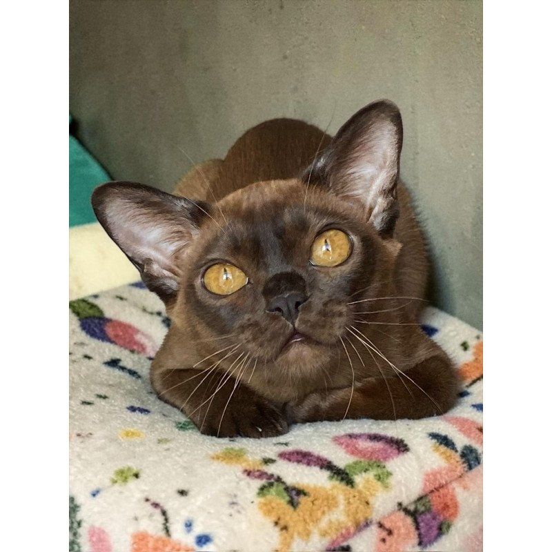 Burmese NOV Ustina