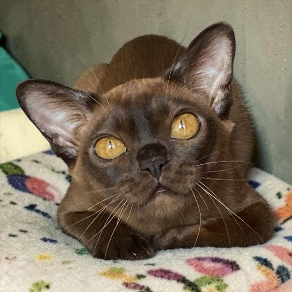 Burmese NOV Ustina