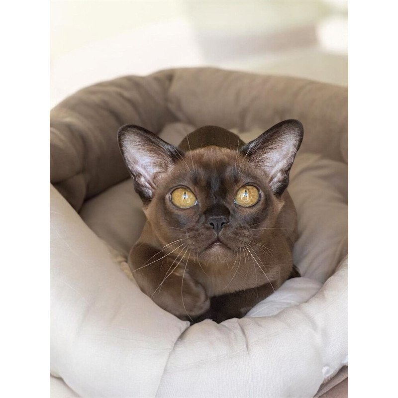 Burmese NOV Ustina