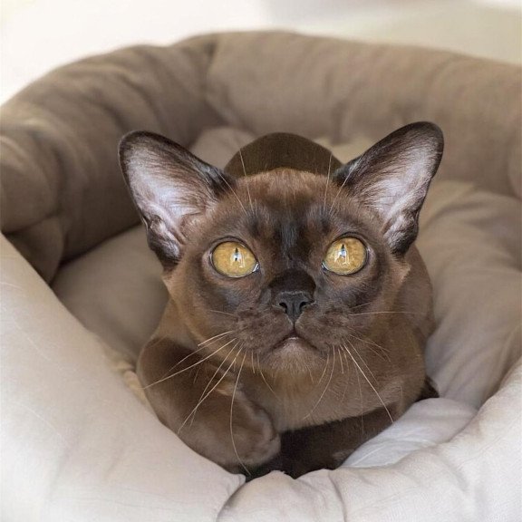 Burmese NOV Ustina