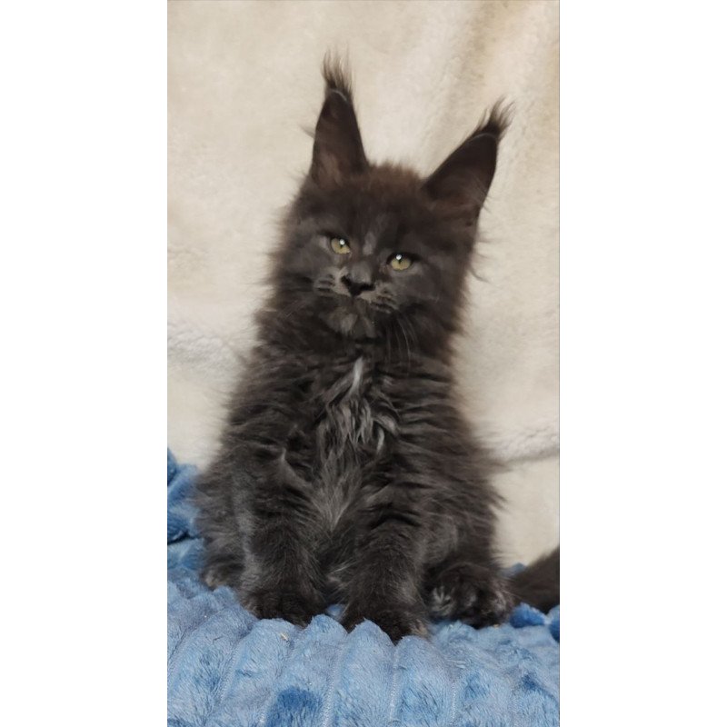Maine Coon NOV Winston