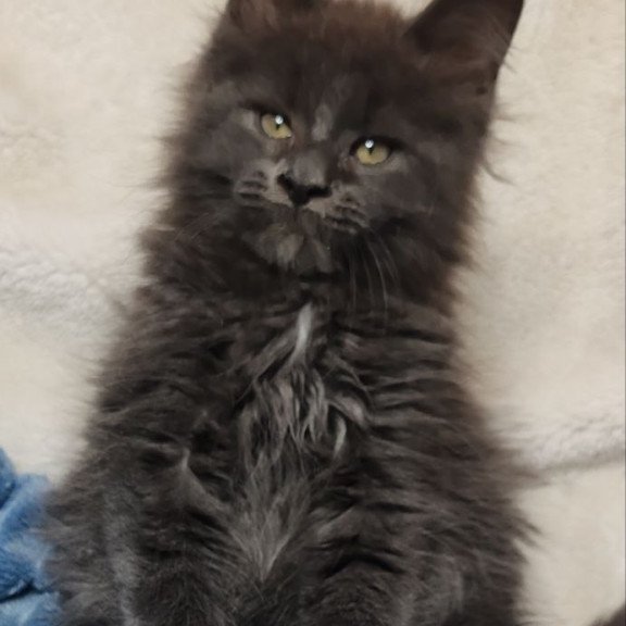 Maine Coon NOV Winston