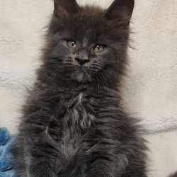 Maine Coon NOV Winston