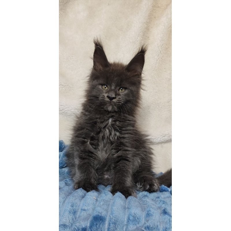 Maine Coon NOV Winston