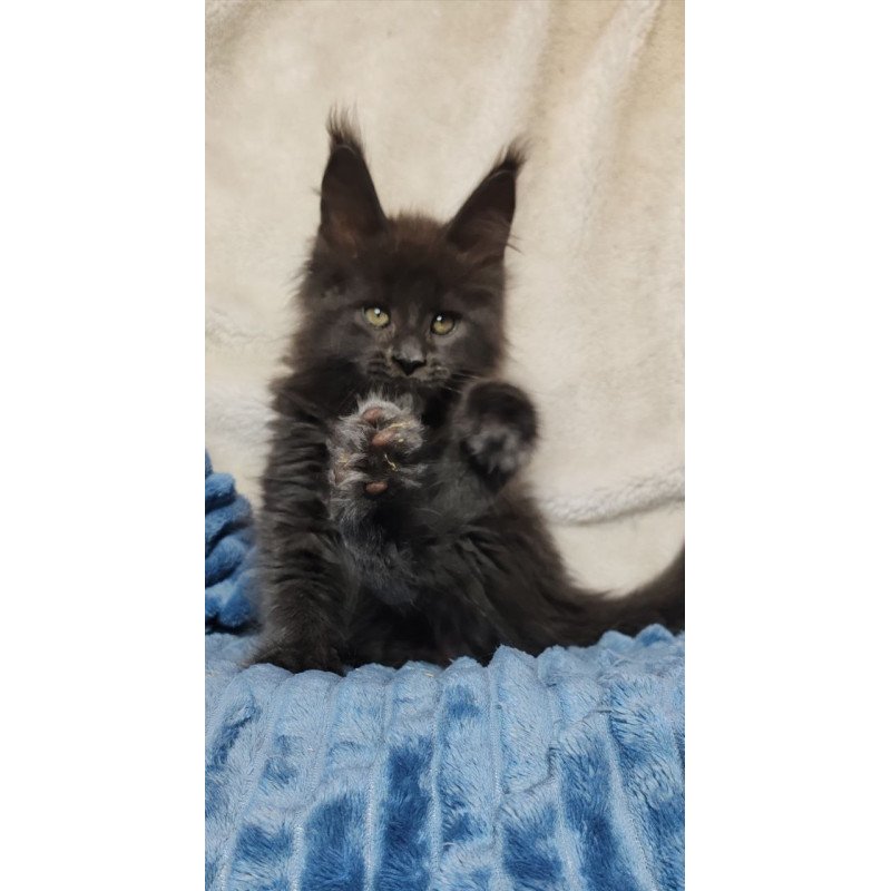 Maine Coon NOV Winston
