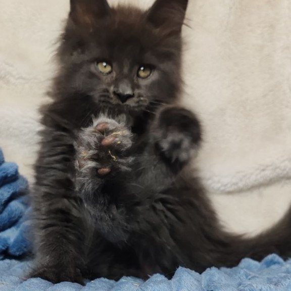 Maine Coon NOV Winston