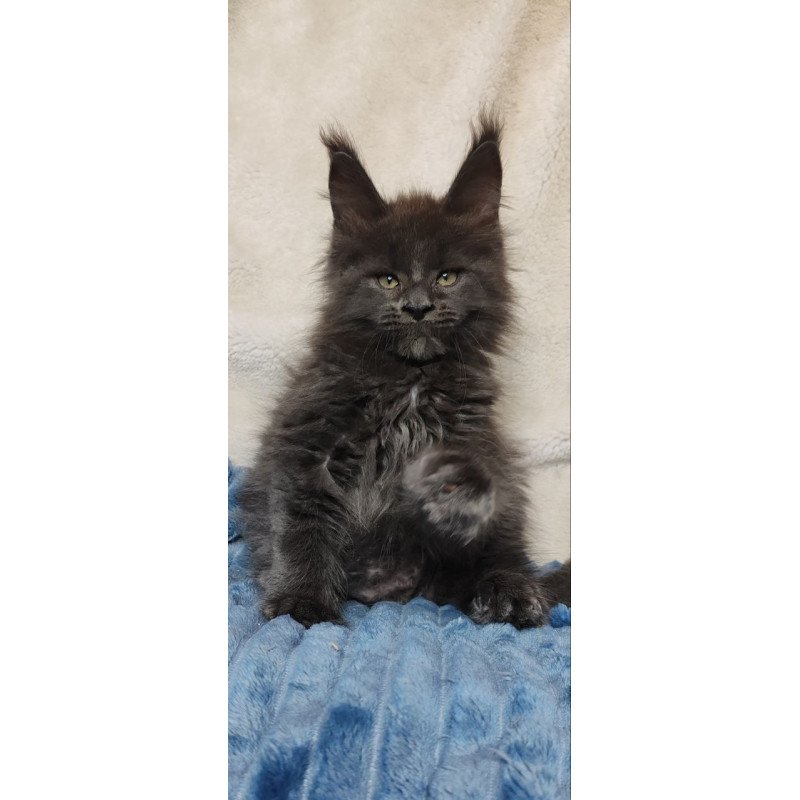 Maine Coon NOV Winston