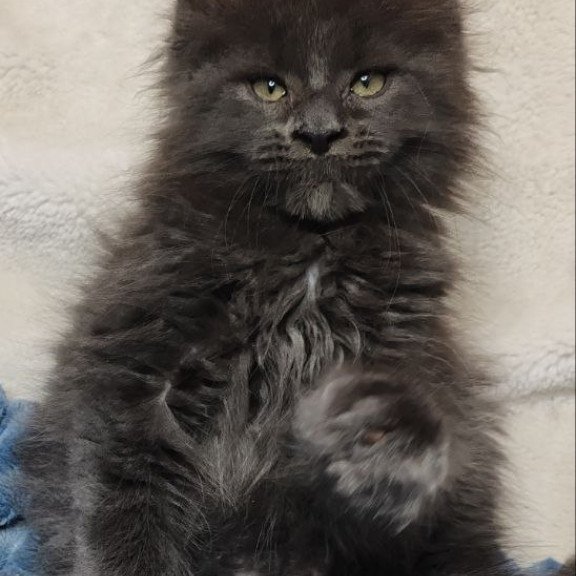 Maine Coon NOV Winston