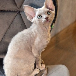 Devon Rex NOV Tabba
