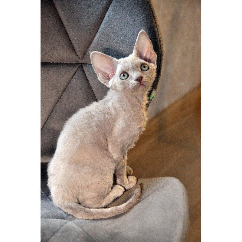 Devon Rex NOV Tabba