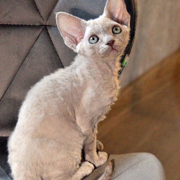 Devon Rex NOV Tabba