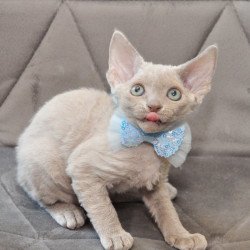 Devon Rex NOV Tabba