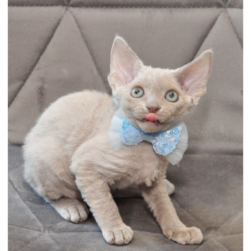 Devon Rex NOV Tabba