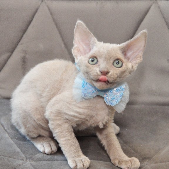 Devon Rex NOV Tabba