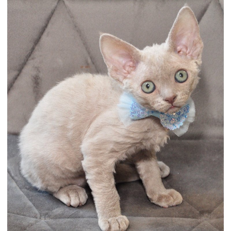Devon Rex NOV Tabba