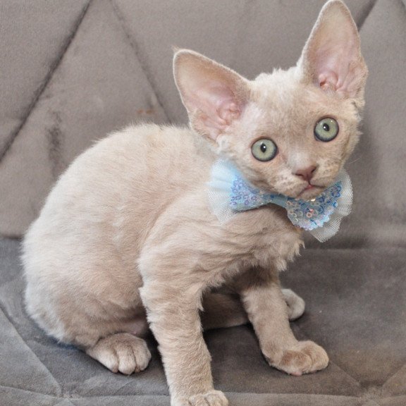 Devon Rex NOV Tabba