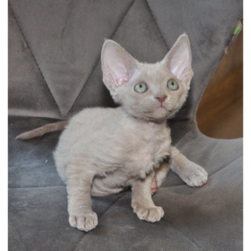 Devon Rex NOV Tabba