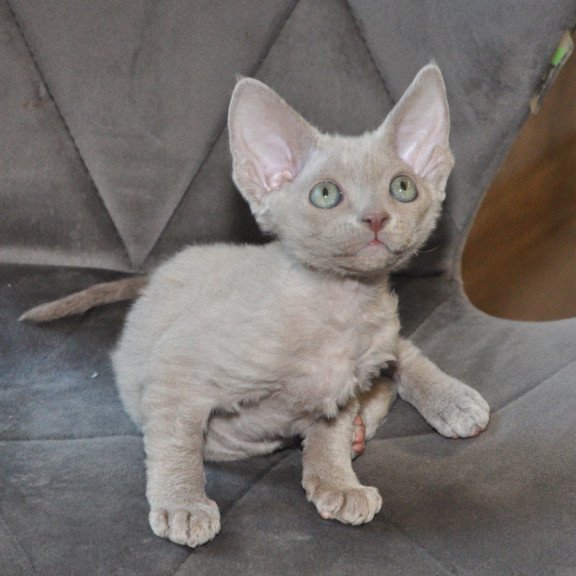 Devon Rex NOV Tabba