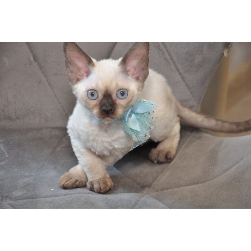Devon Rex NOV Terra