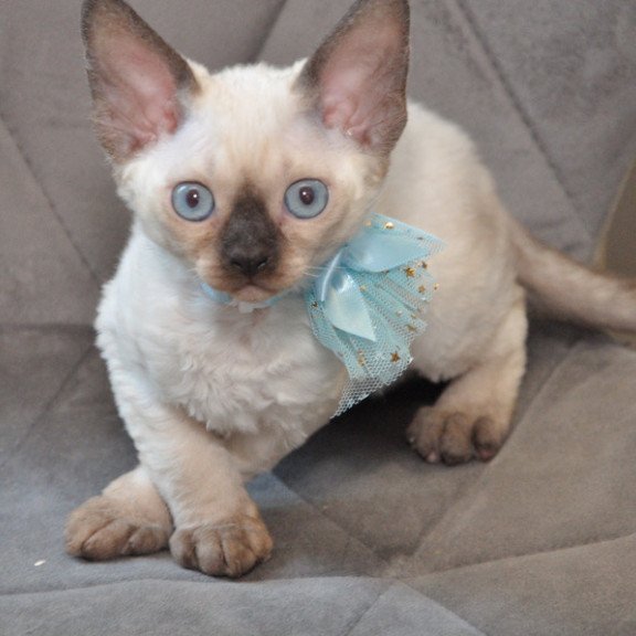 Devon Rex NOV Terra