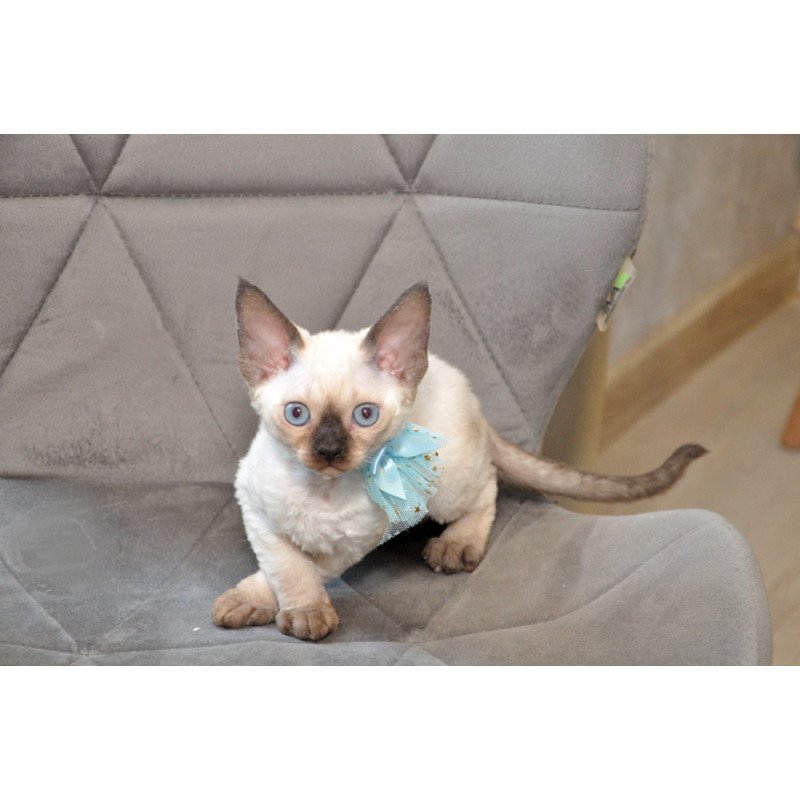 Devon Rex NOV Terra