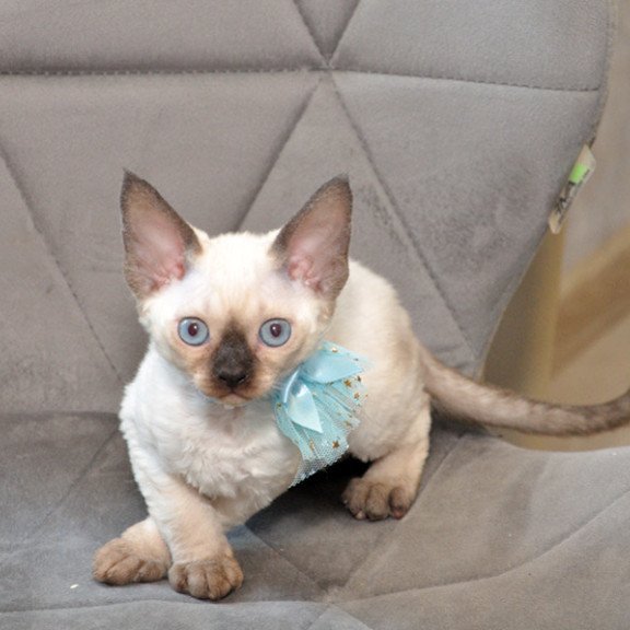 Devon Rex NOV Terra