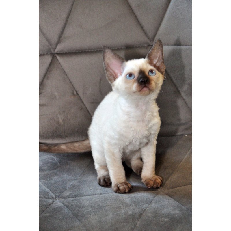 Devon Rex NOV Terra
