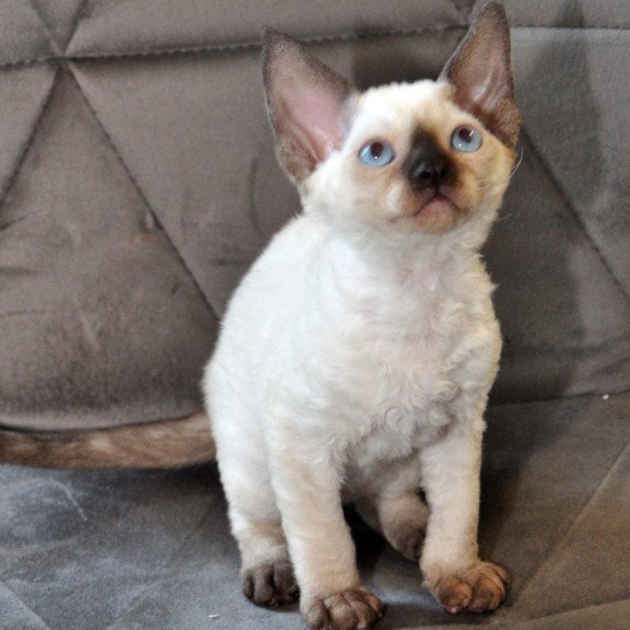 Devon Rex NOV Terra