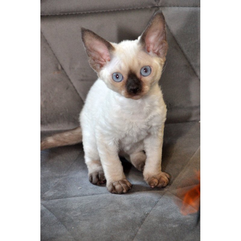 Devon Rex NOV Terra