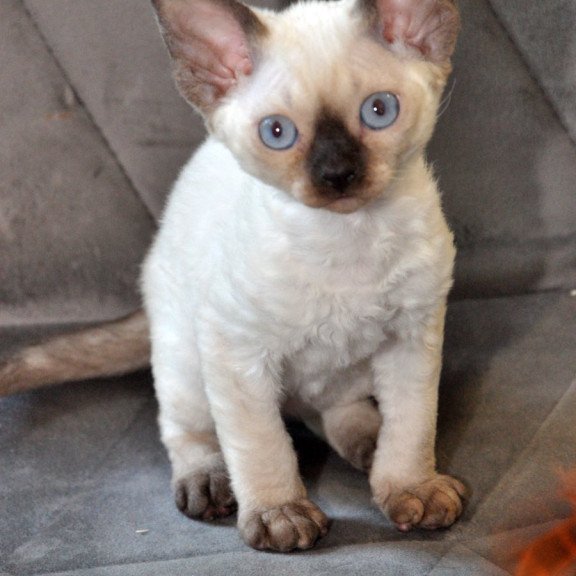 Devon Rex NOV Terra