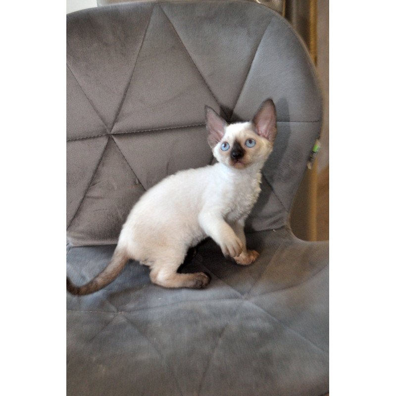 Devon Rex NOV Terra